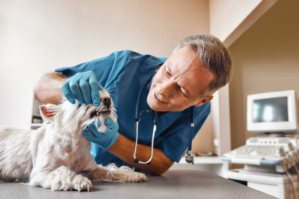 Best Emergency Broken Tooth Repair in St Cloud, MN